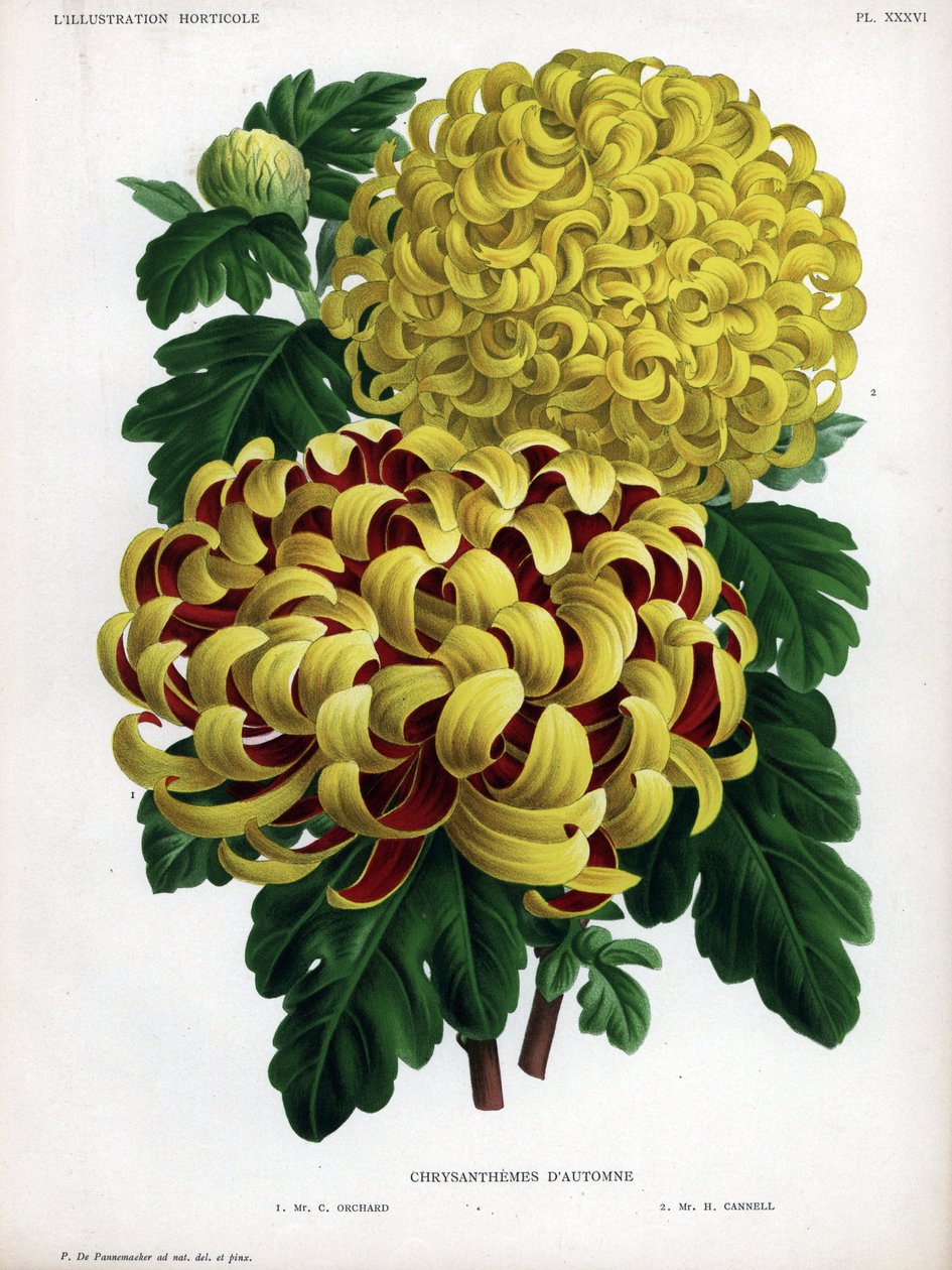 Efterårskrysantemum-hybrider: M. C. Orchard har stor gul blomst og karmoisinrød, og M. H. Cannell har stor gul blomst. af Unbekannter Künstler