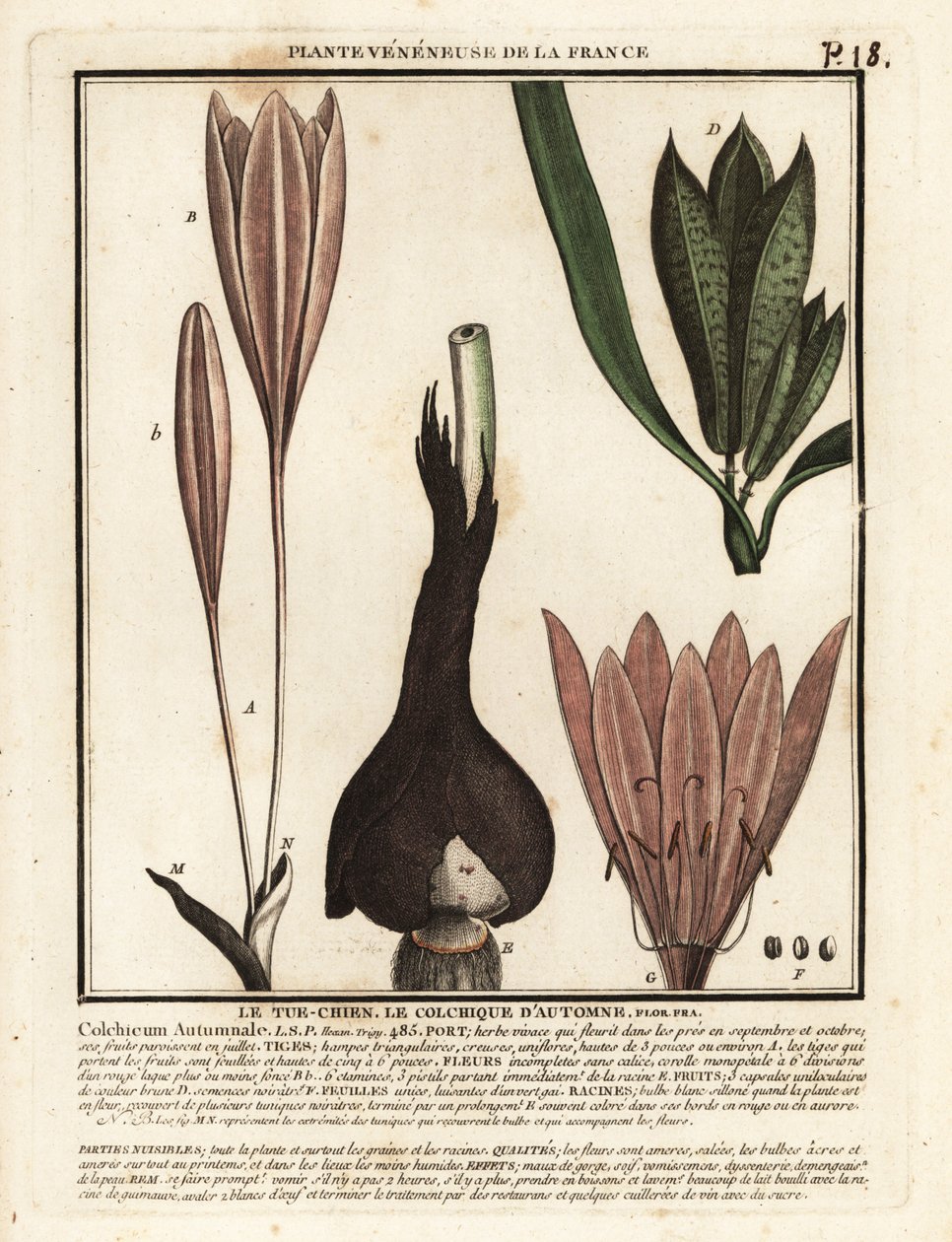 Efterårskrokus, Colchicum autumnale. af Unbekannter Künstler