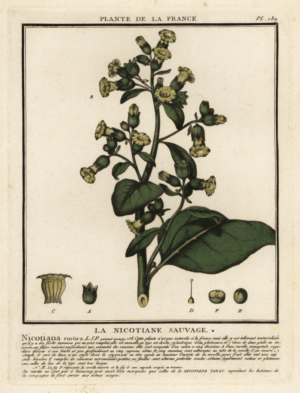 Aztekisk tobak, Nicotiana rustica. af Unbekannter Künstler