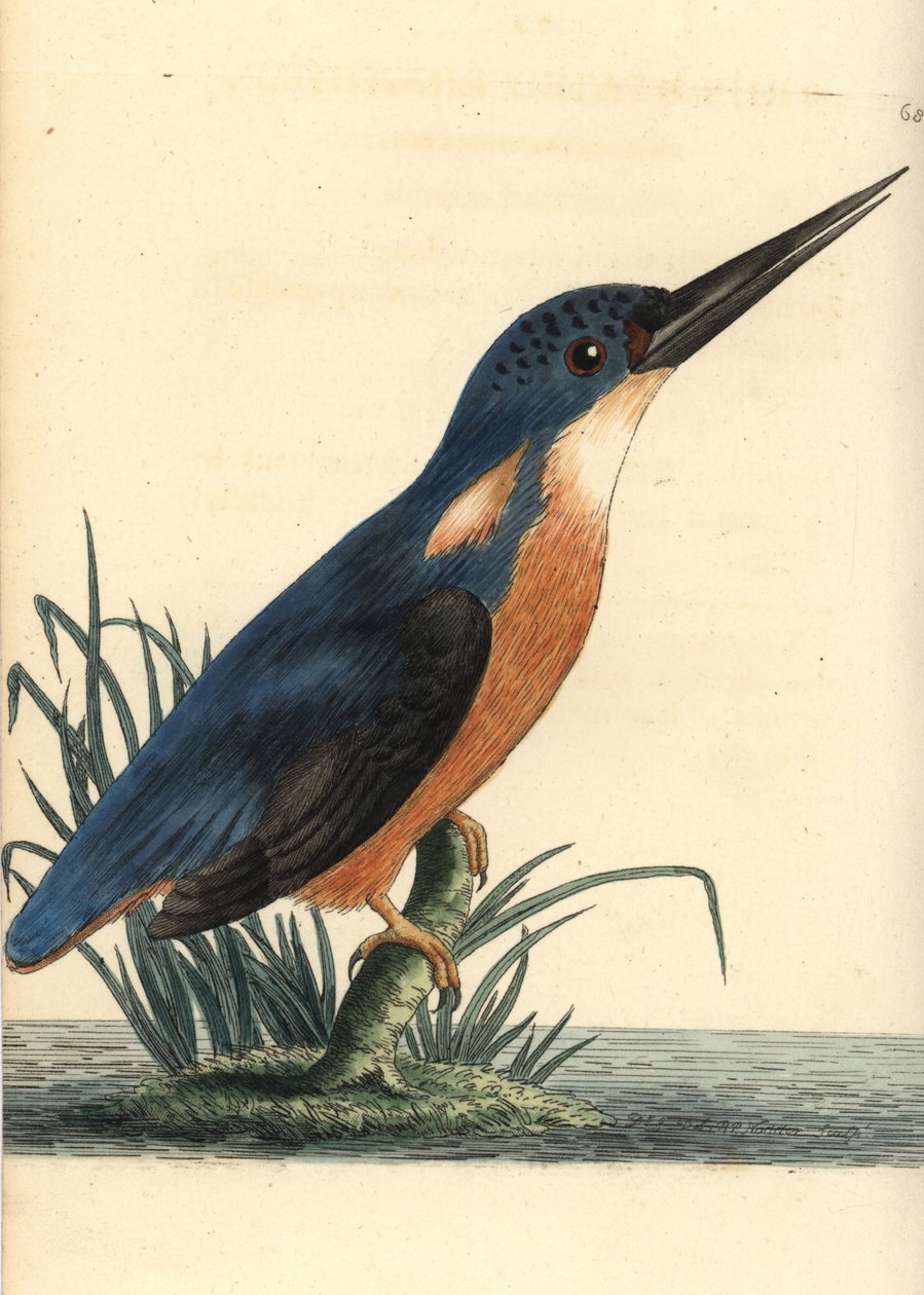 Azurblå isfugl, Ceyx azureus (Tridigitated kingfisher, Alcedo tribrachys). Illustration tegnet og graveret af Richard Polydore Nodder. Håndkoloreret kobberstik fra George Shaw og Frederick Nodders The Naturalist