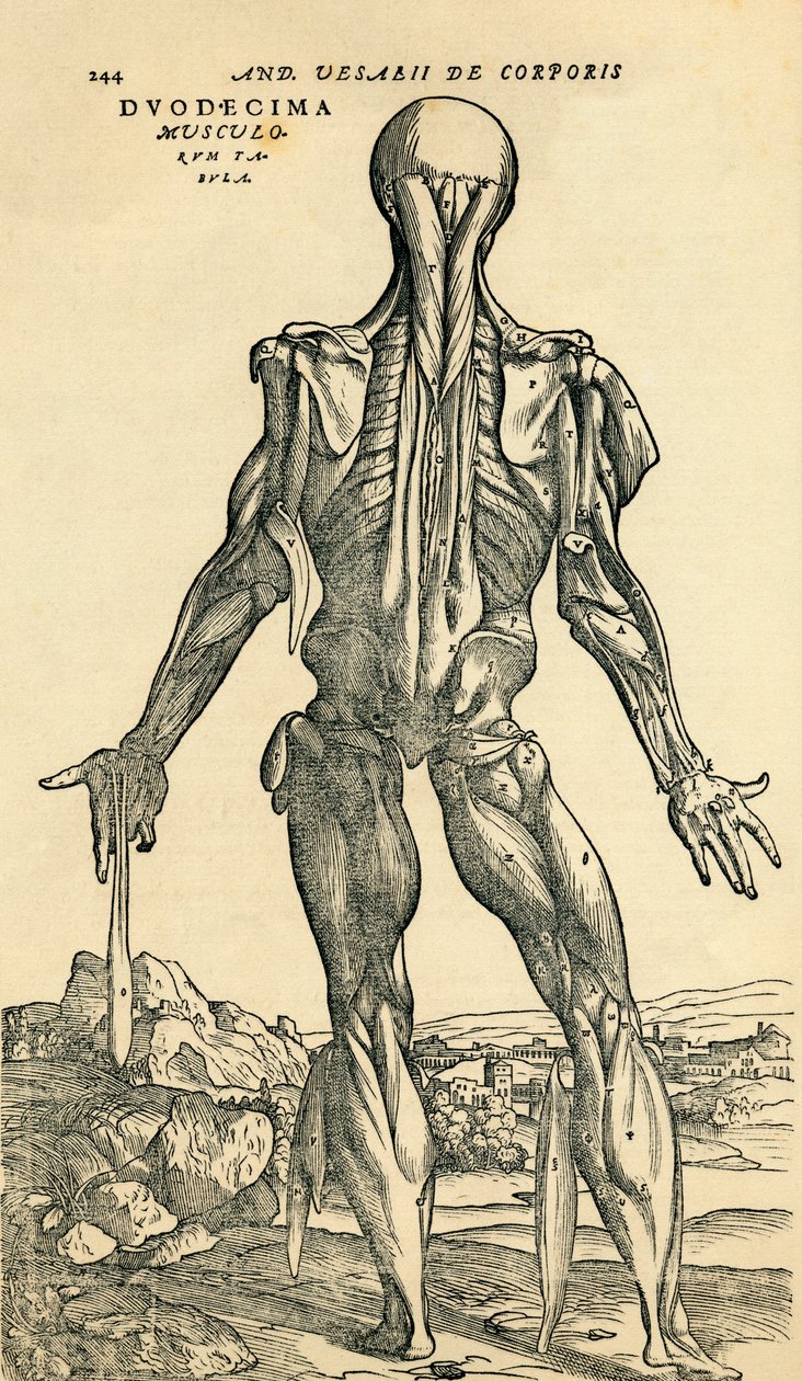 Bagsiden af den mandlige menneskelige krop, en anatomisk undersøgelse oprindeligt offentliggjort i De Humani Corporis Fabrica Libri Septem (Om menneskekroppens stof i syv bøger) af Andreas Vesalius, udgivet Basel af Unknown