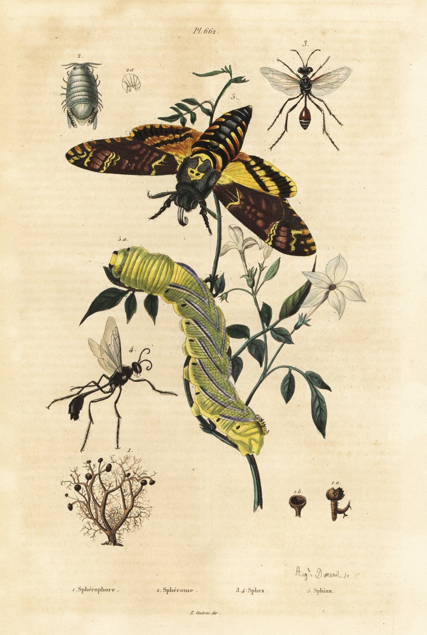 Kuglelav, Sphaerophorus globulus 1, Dynamene krebsdyr 2, gravehvepse, Sphex-arter 3,4 og afrikansk dødshovedhøge, Acherontia atropos og larve 5 af Unbekannt