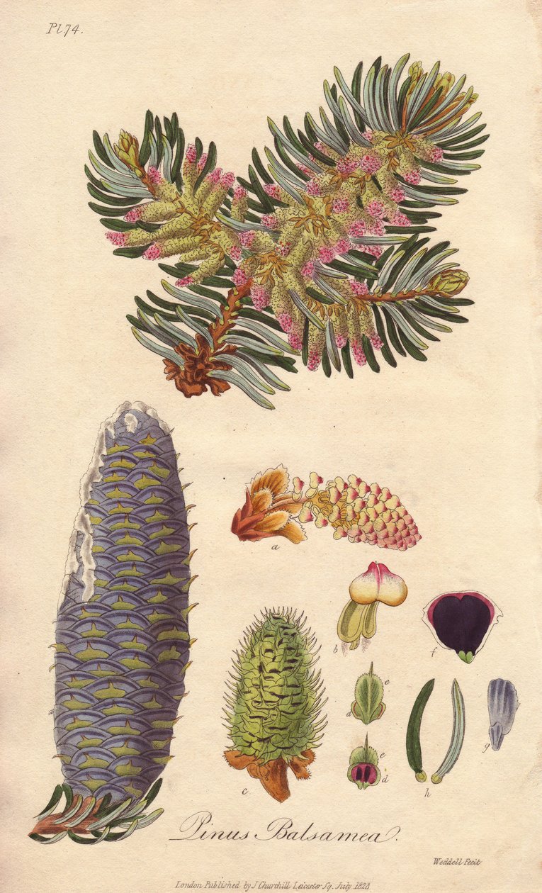 Balsamgran (Abies balsamea) - stærkt vand af William Clarke til illustration af "Medical Botanical, Description of the Medicinal Plants of London, Edinburgh and Dublin" af John Stephenson og James Morss Churchill, udgivet i London af John Churchill i 183 af Unbekannter Künstler