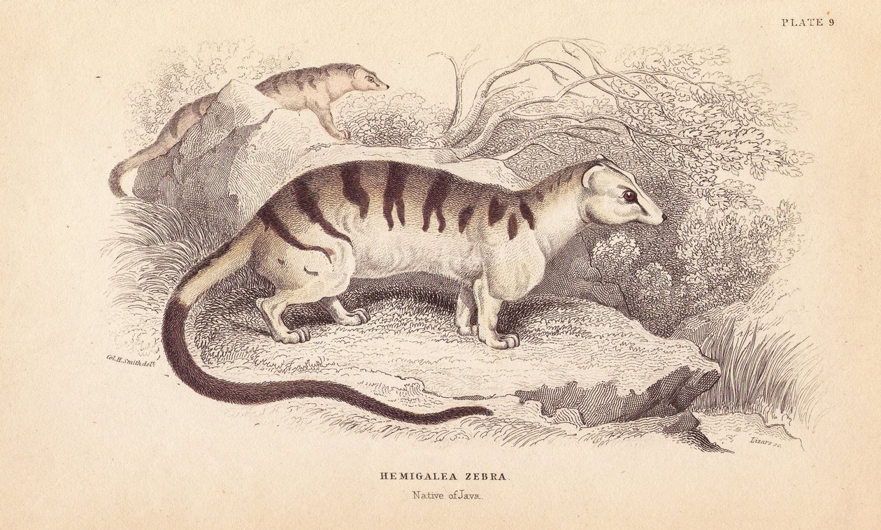 Båndet palmecibetkat, Hemigalus derbyanus (Hemigalea zebra). Truet. Håndkoloreret stålstik af Lizars efter en illustration af Charles Hamilton Smith fra William Jardine