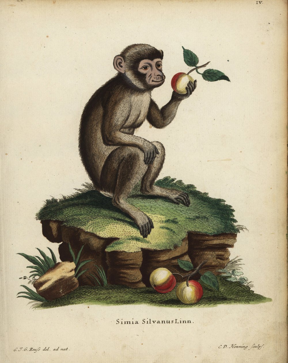 Berberabe eller makak, Macaca sylvanus. Truet af udryddelse. Simia silvanus Linn. Håndkoloreret kobberstik af C.D. Henning efter en illustration tegnet efter naturen af C.J.G. Reuss fra Johann Christian Daniel Schrebers Dyreillustrationer efter Naturen. af Unbekannter Künstler
