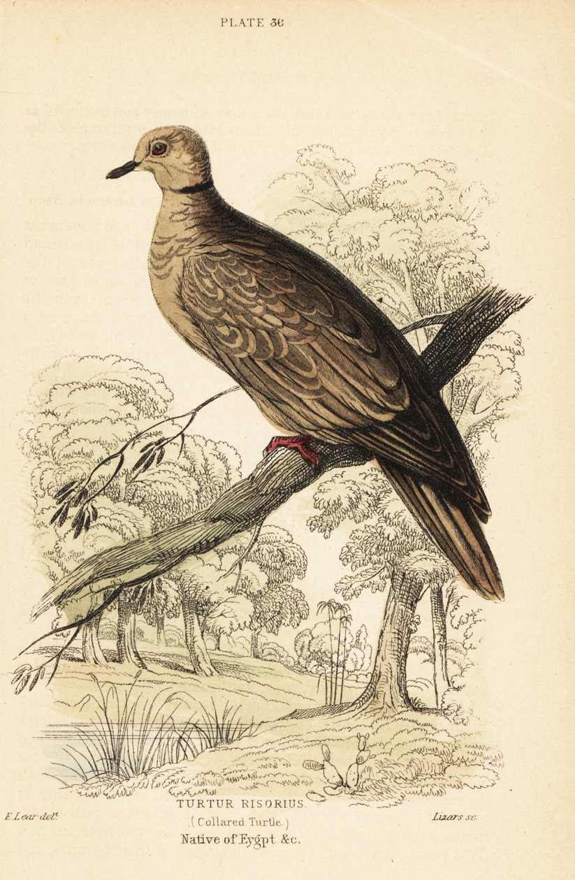 Barbarydue, Streptopelia risoria. 1889 (gravering) af Unbekannter Künstler