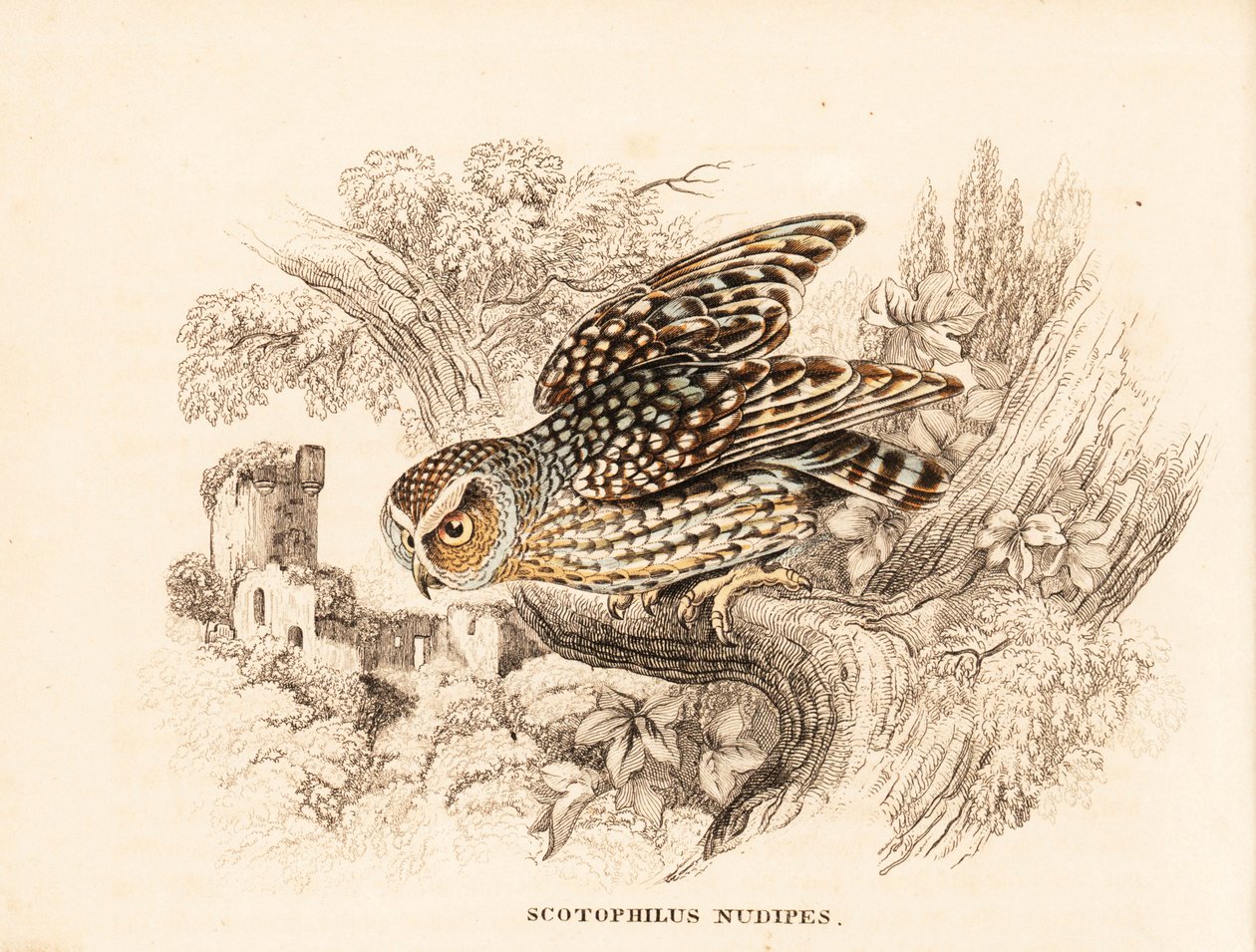 Bare-legged owl, Margarobyas lawrencii (Nøgenfodet natugle, Scotophilus nudipes). Håndkoloreret stålstik fra Georg Friedrich Treitschkes naturhistoriske galleri, Naturhistorischer Bildersaal des Thierreiches, Liepzig. af Unbekannter Künstler