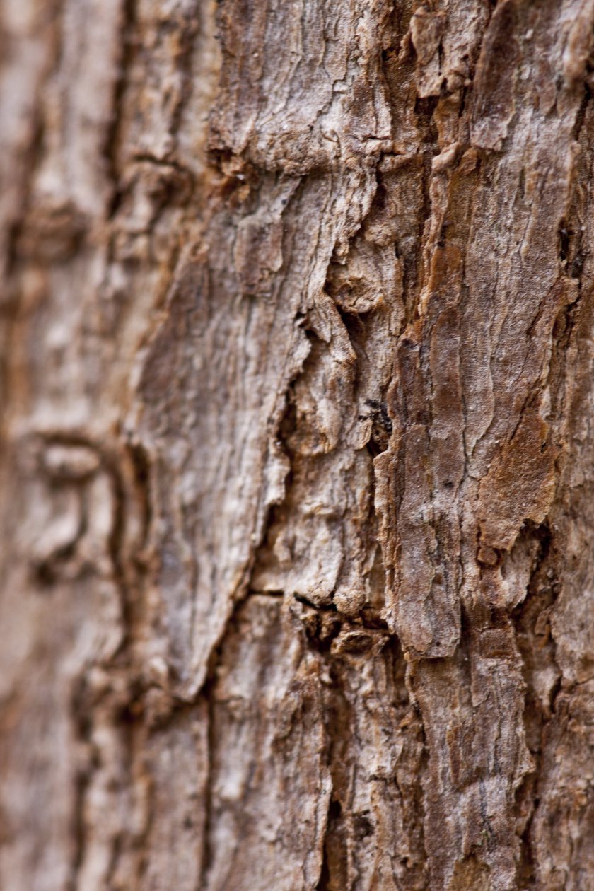 Bark II (fotografi) af Unbekannter Künstler