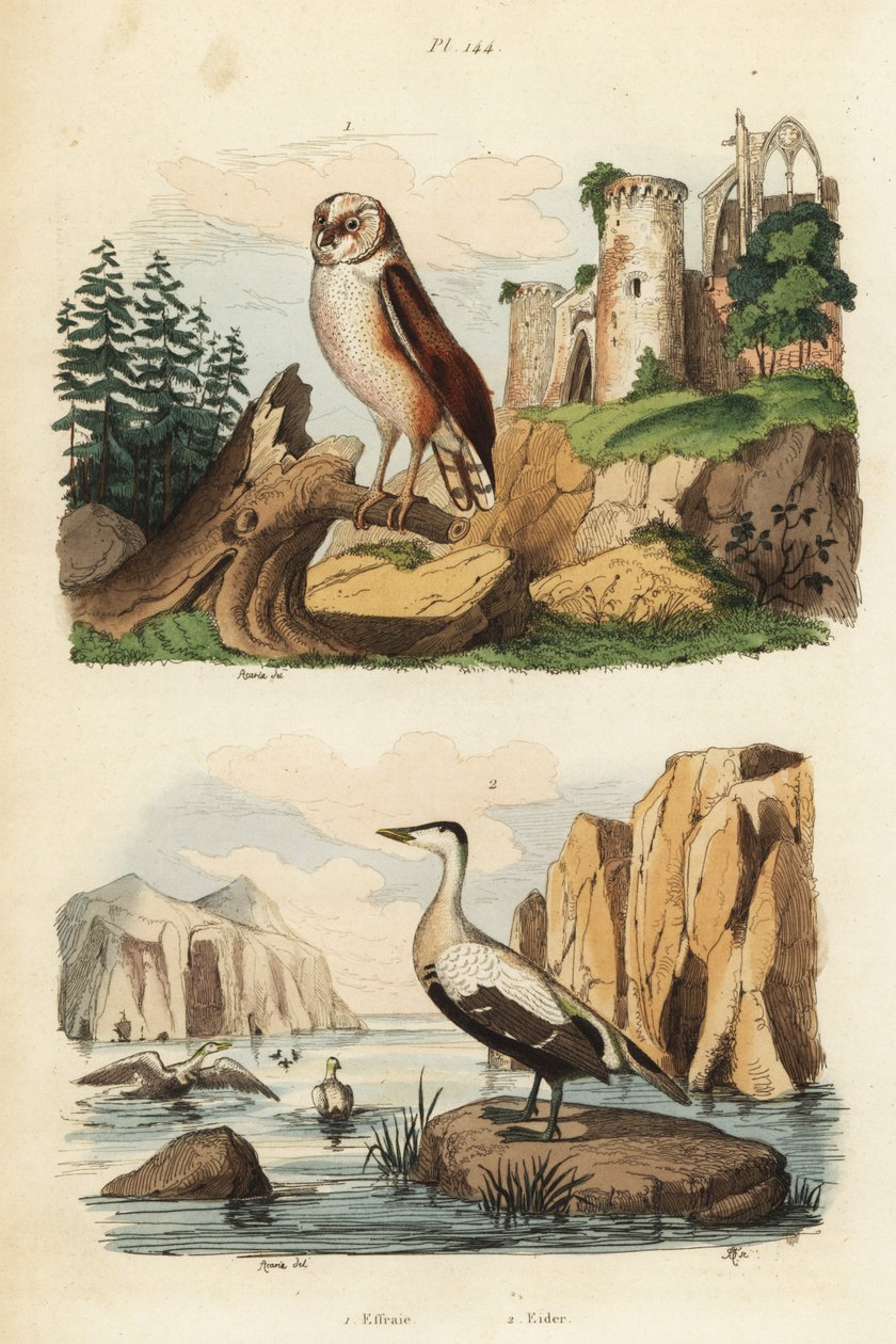 Kirkeugle, Tyto alba og edderfugl, Somateria mollissima af Unbekannt