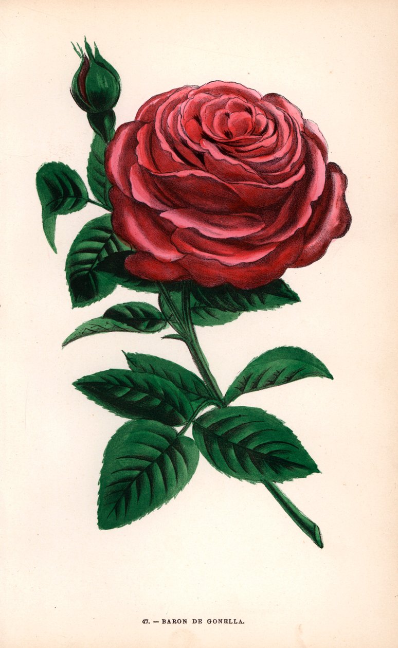 Baron de Gonella-rosen, en variant af Ile-Bourbon-rosen, opdrættet af Monsieur Guillot Sr. i Lyon i 1859. Kromolitografi tegnet og litograferet efter naturen af F. Grobon fra Hippolyte Jamain og Eugene Forneys "Les Roses", Paris, J. Rothschild. af Unbekannter Künstler