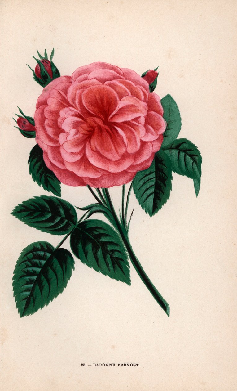 Baroness Prevost rose, hybrid opdrættet af Monsieur Desprez i Yebles nær Melun i 1843. Kromolitografi tegnet og litograferet efter naturen af F. Grobon fra Hippolyte Jamain og Eugene Forneys "Les Roses", Paris, J. Rothschild. af Unbekannter Künstler
