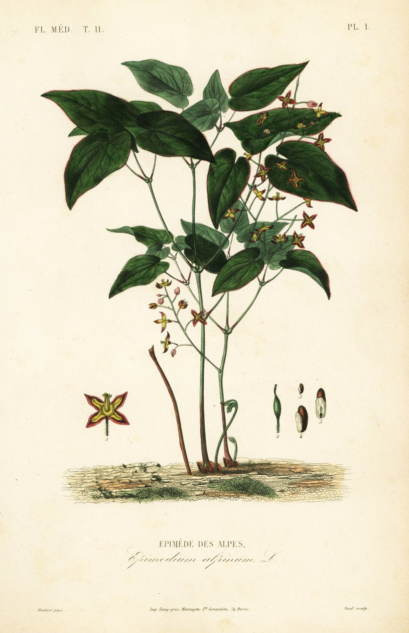 Barurt eller bispehue, Epimedium alpinum, Epimede des alpes af Unbekannt