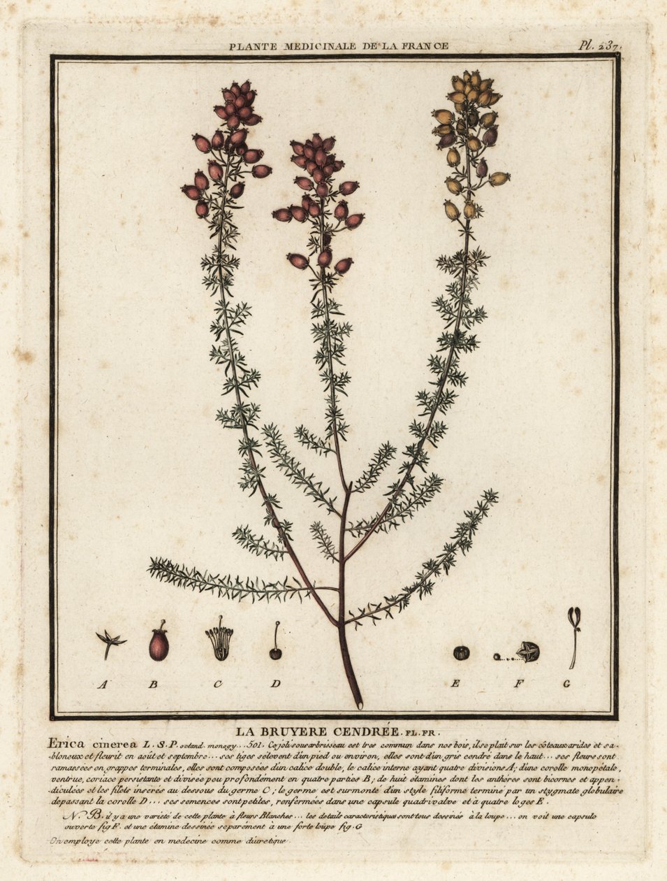 Klokkelyng, Erica cinerea. af Unbekannter Künstler