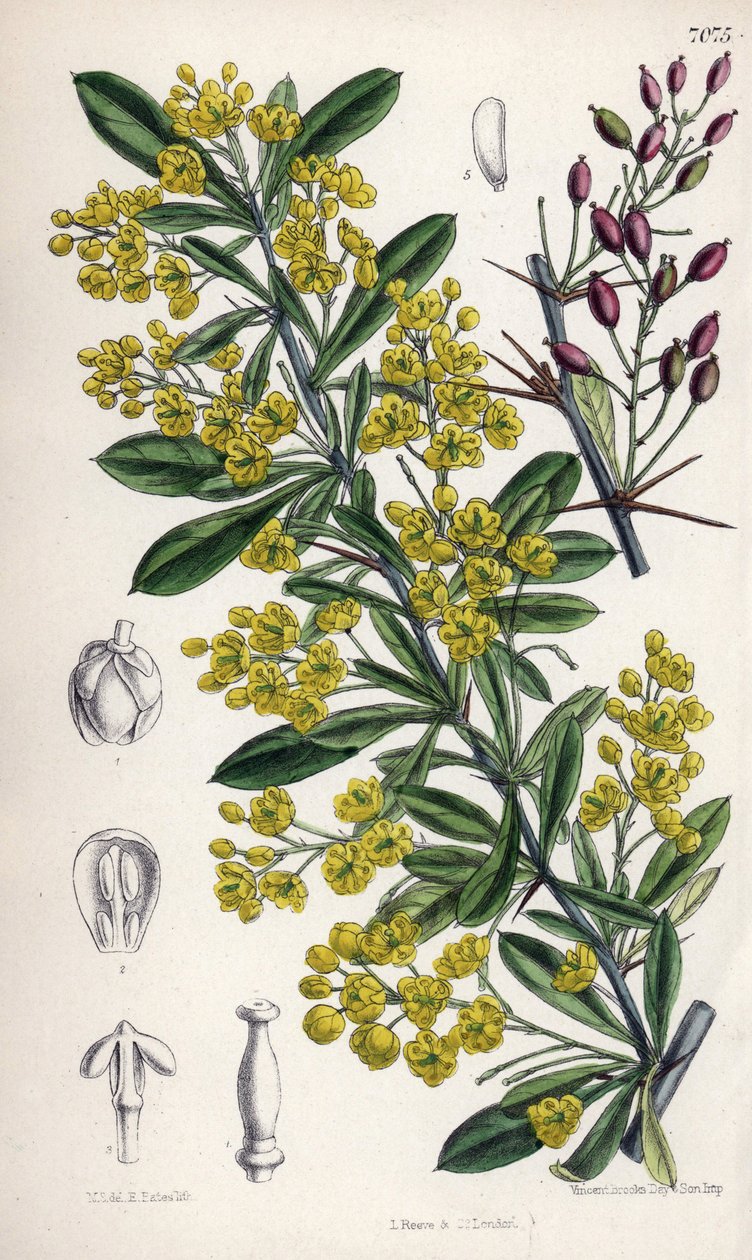 Berberis lycium, berberisbusk med gule blomster fra det vestlige Himalaya. Tegning af Matilda Smith (1854-1926), litografi af E. Bates i Curtis Botanical Magazine, af Joseph Dalton Hooker, udgivet i London, England, af L. Reeve and Co. af Unbekannter Künstler