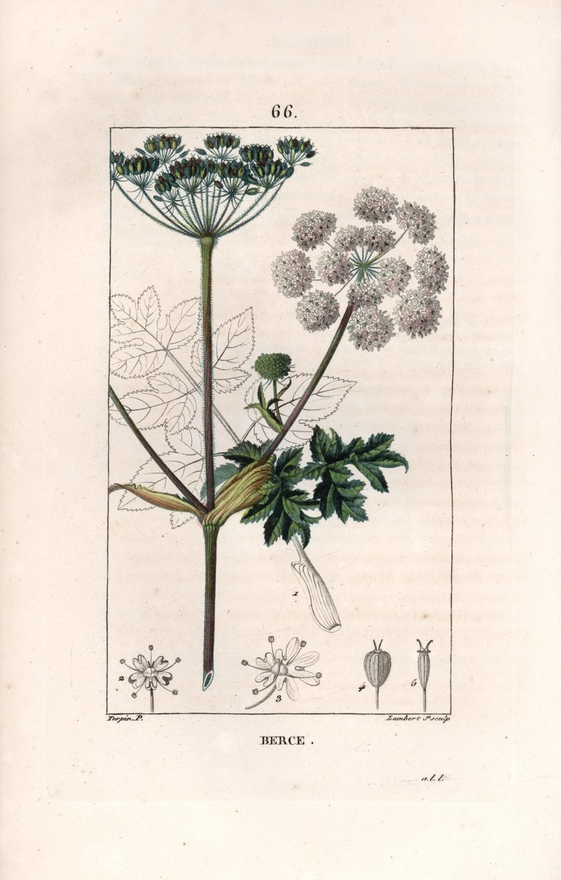 Berce ou charavie - Stik af Lambert fils, efter en tegning af Pierre Jean Francois Turpin (1775-1840), fra La flore medicale, de Chaumeton, Poiret et Chamberet, Paris 1830 - Almindelig bjørneklo eller kohvede, Heracleum sphondylium - Stik af Lambert J af Unbekannter Künstler