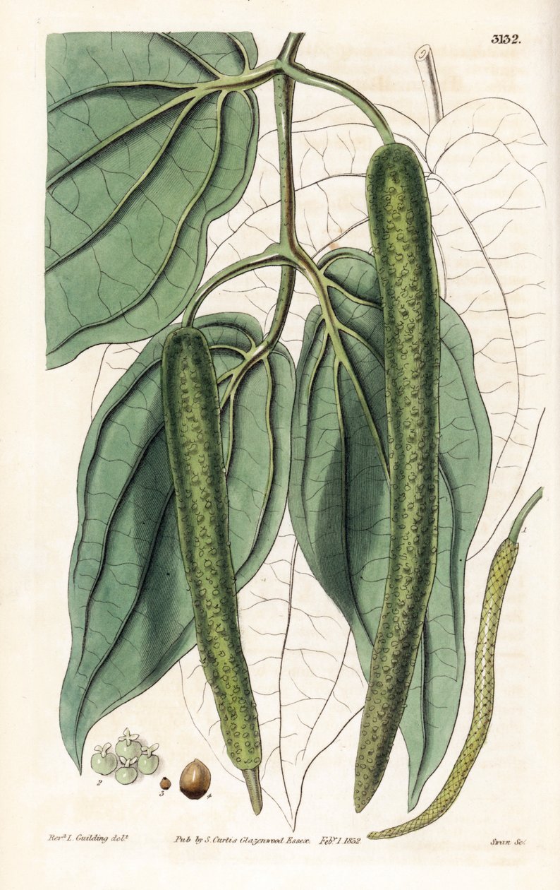 Betel - Betelpebber, Piper betle. Håndkoloreret kobberstik af Swan efter en illustration af pastor L. Goulding fra Samuel Curtis