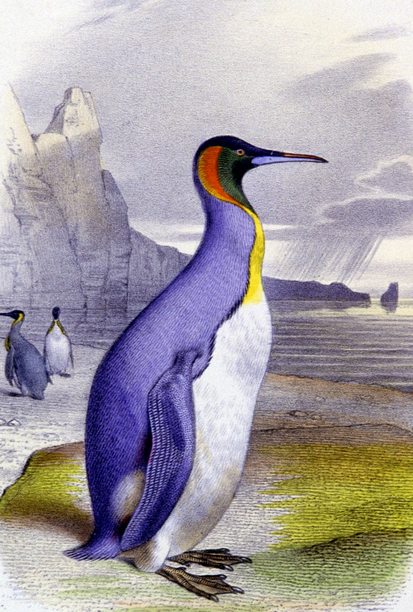 Stor pingvin, ca. 1850 (litografi) af Unbekannter Künstler