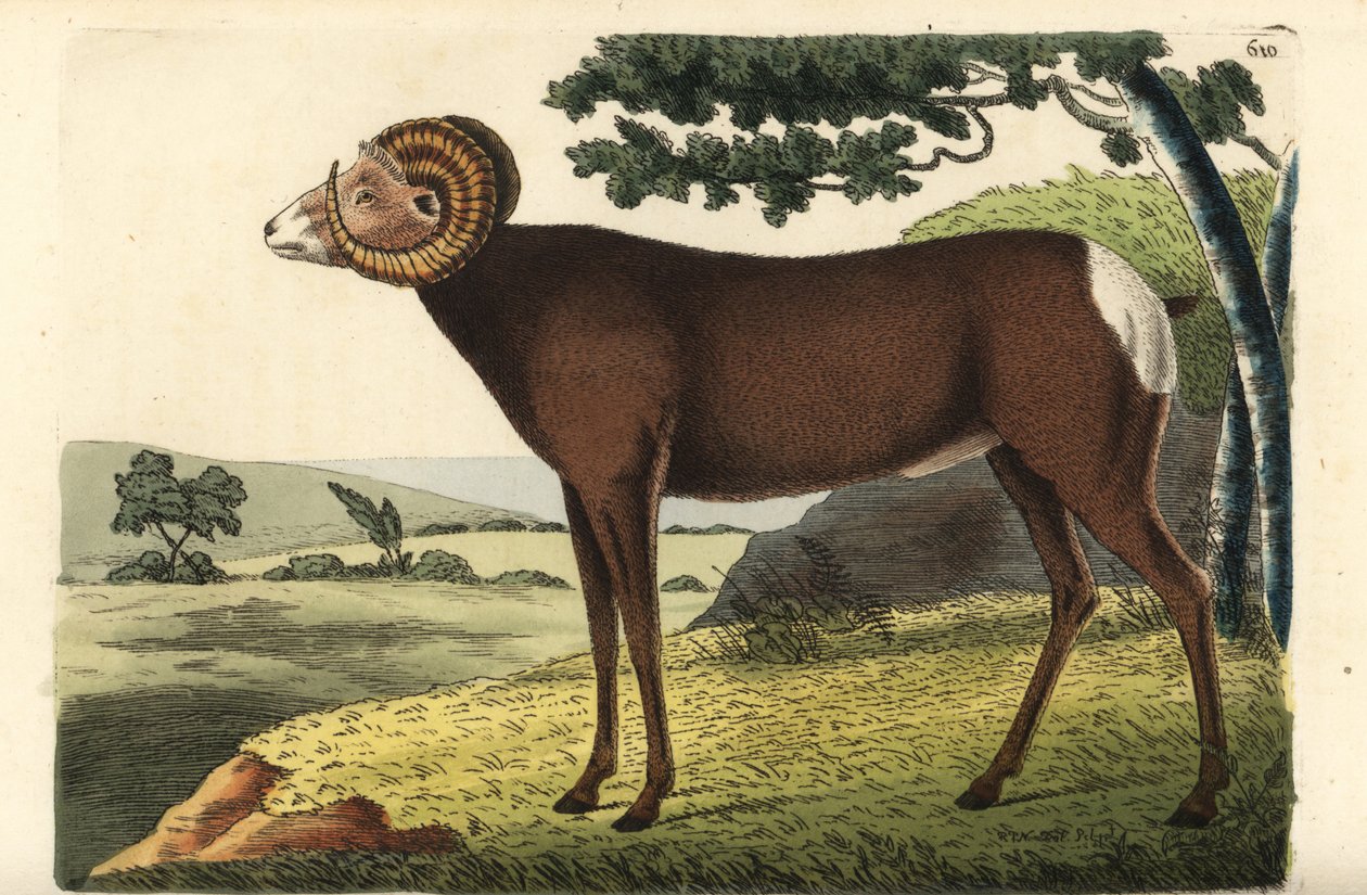 Bjørnefår eller canadisk får. Ovis canadensis. Illustration tegnet og graveret af Richard Polydore Nodder. Håndkoloreret kobberstik fra George Shaw og Frederick Nodders The Naturalist
