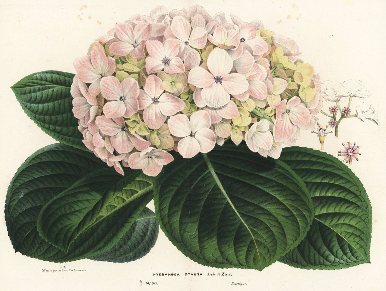 Storbladet hortensia, Hydrangea macrophylla (Hydrangea otaksa). Håndkoloreret litografi fra Louis van Houtte og Charles Lemaires Flowers of the Gardens and Hothouses of Europe, Flore des Serres et des Jardins de l