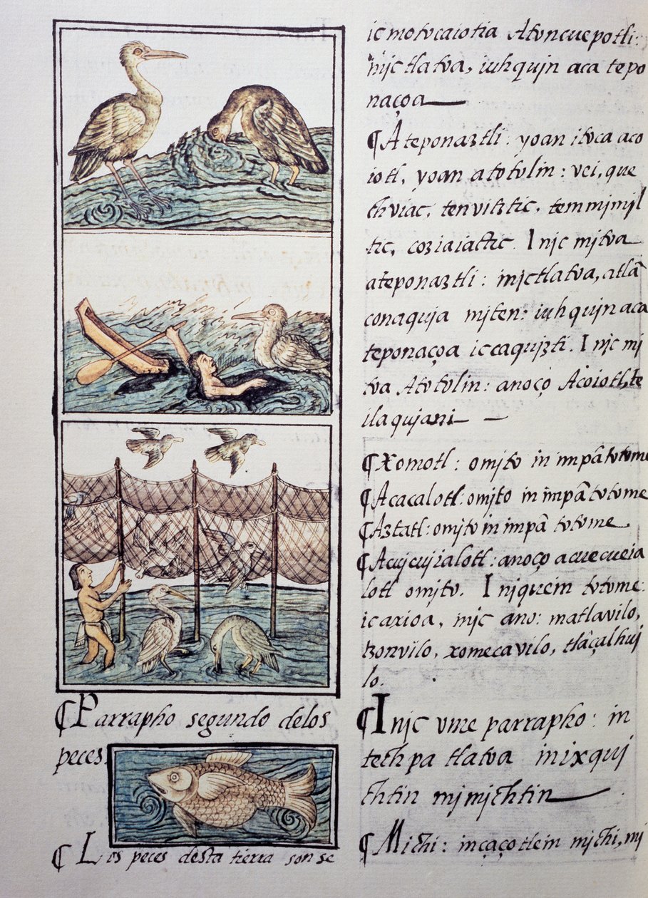 Fuglejagt på søen, side fra den florentinske Codex, tosproget version på spansk og Nahuatl, General History of the Things of New Spain, af den spanske missionær Fray Bernardino de Sahagun (1499-1590). Aztekisk civilisation af Benjamin Baud
