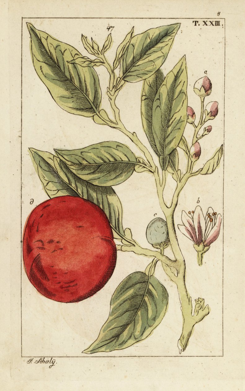 Bitter appelsin eller Sevilla appelsin, Citrus x aurantium. af Unbekannter Künstler