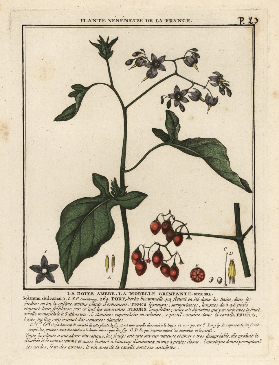 Bittersød natskygge, Solanum dulcamara. af Unbekannter Künstler
