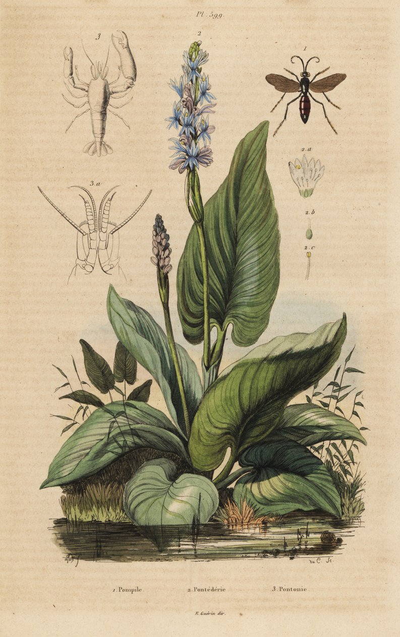 Sortbåndet edderkoppehveps, Anoplius viaticus 1, hakkehakke, Pontederia cordata 2 og vagtreje, Anchistus custos 3 af Unbekannt
