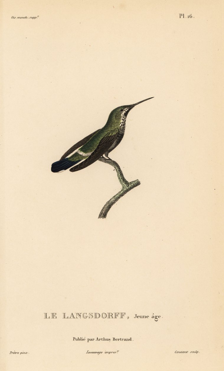 Sortbuget tornskade, Discosura langsdorffi (Ornismya langsdorfii). Umoden. Håndkoloreret stålstik af Coutant efter en illustration af Jean-Gabriel Pretre fra Rene Primevere Lessons Natural History of the Colibri Genus of Hummingbirds. af Unbekannter Künstler