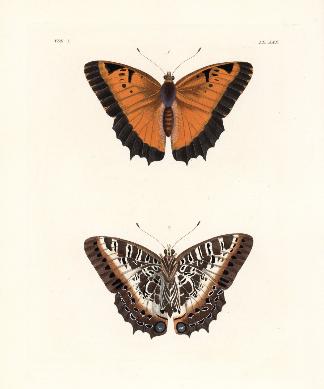 Sortrandede charaxer, Charaxes pollux, overside 1, underside 2. Håndkoloreret litografi fra John O. Westwoods nye udgave af Dru Drury