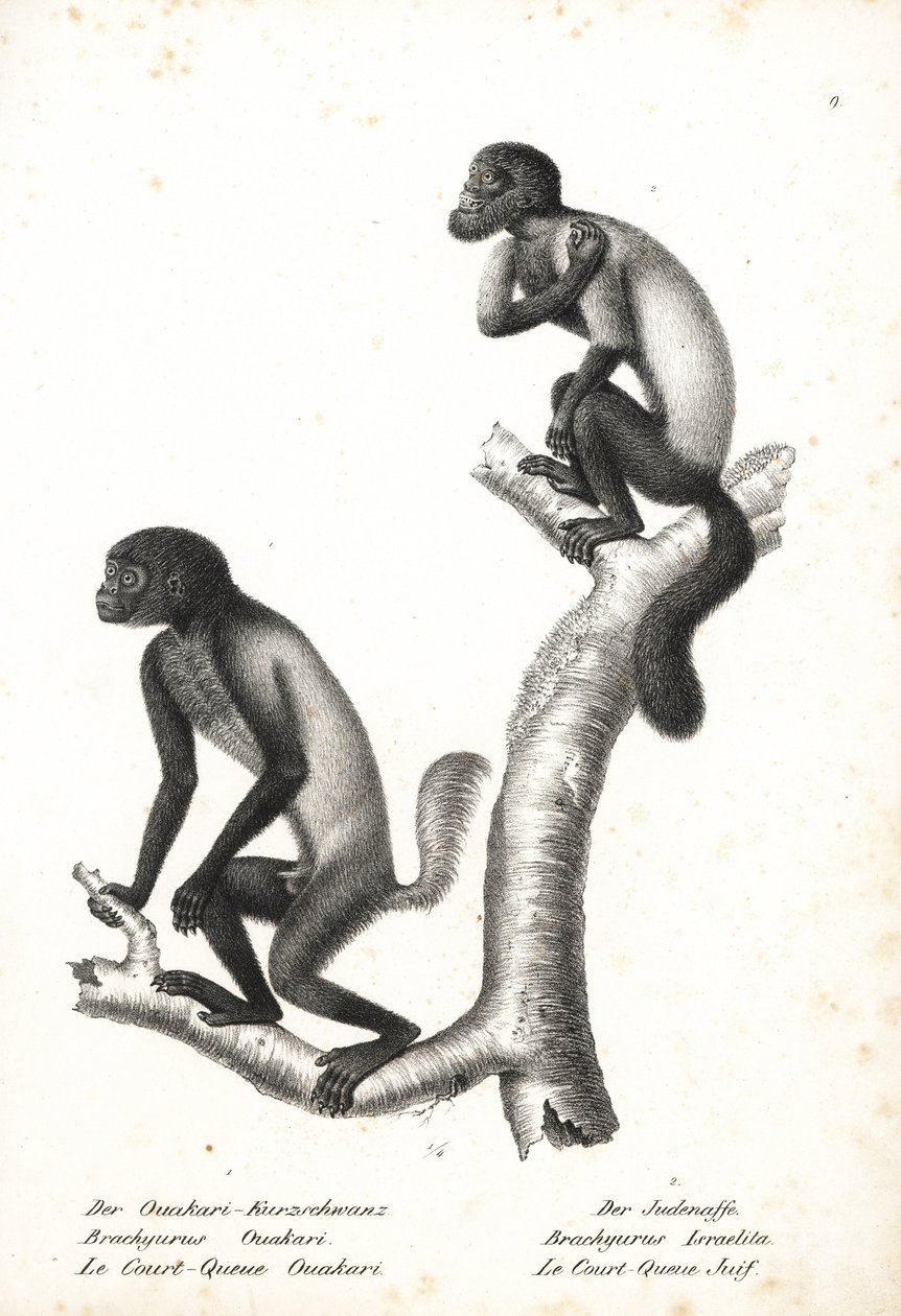 Sorthovedet uakari, Cacajao melanocephalus ouakary (Brachyurus ouakari) og brunrygget skægsaki, Chiropotes israelita (Brachyurus israelita). Litografi af Karl Joseph Brodtmann fra Heinrich Rudolf Schinz