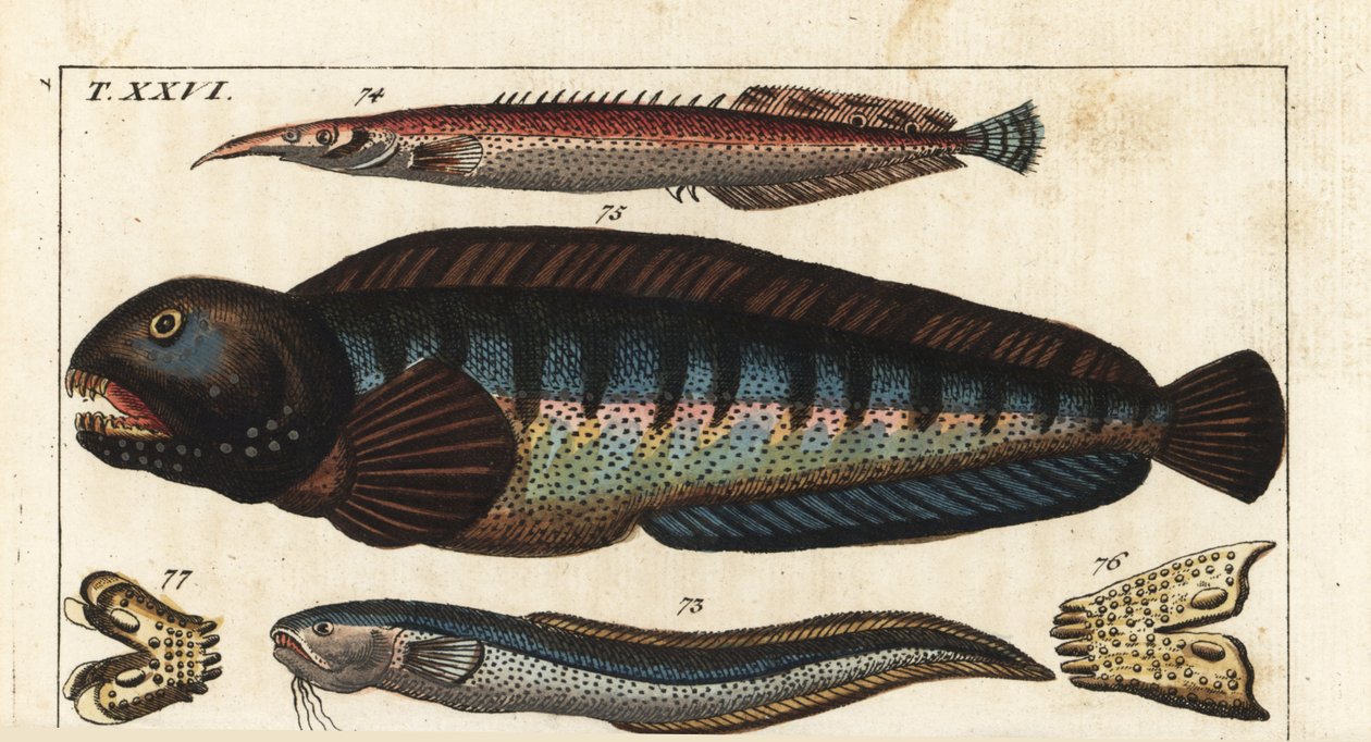 Sortfinnet dungeon - Kreta Siam fisk (eller Petite Masta, Ocellee Eel, Trumpet eller Spiny Eel) - Ulvefisk - MacroSnake blenny, Ophidion barbatum 73, lesser spiny eel, Macrognathus aculeatus 74, ulvefisk, Anarhichas lupus 75, og dens kæbe og tænder 76,77.  af Unbekannter Künstler