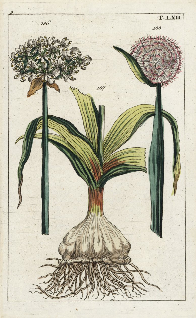 Sort hvidløg (black garlic), Allium nigrum 186, og løg, Allium cepa, løg 187 og blomst 188. Håndkoloreret kobberstik af en botanisk illustration fra G. T. Wilhelms "Unterhaltungen aus der Naturgeschichte" (Encyclopedia of Natural History). af Unbekannter Künstler