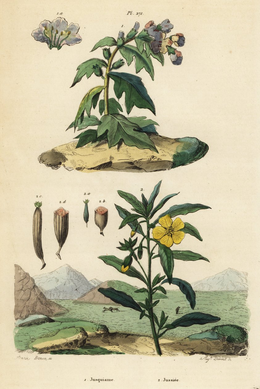Sort hønebane, Hyoscyamus niger 1 og peruviansk primula-pil, Ludwigia peruviana 2 af Unbekannt