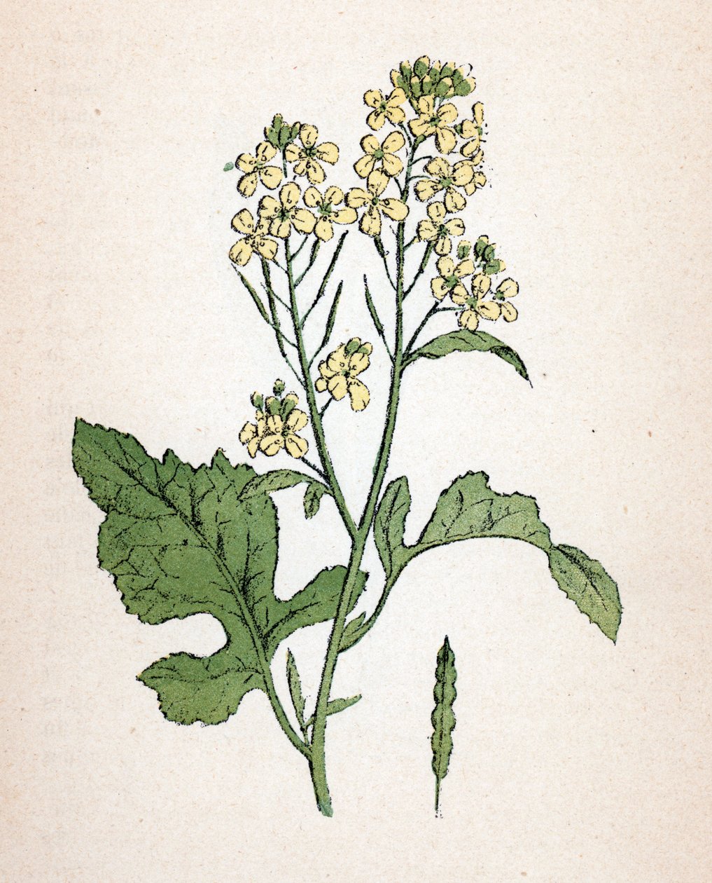 Sort sennep (seneve noir) (Brassica nigra) (sort sennep) Botanisk planche fra "Atlas colorie des plantes medicinales" af Paul Hariot af Unbekannter Künstler