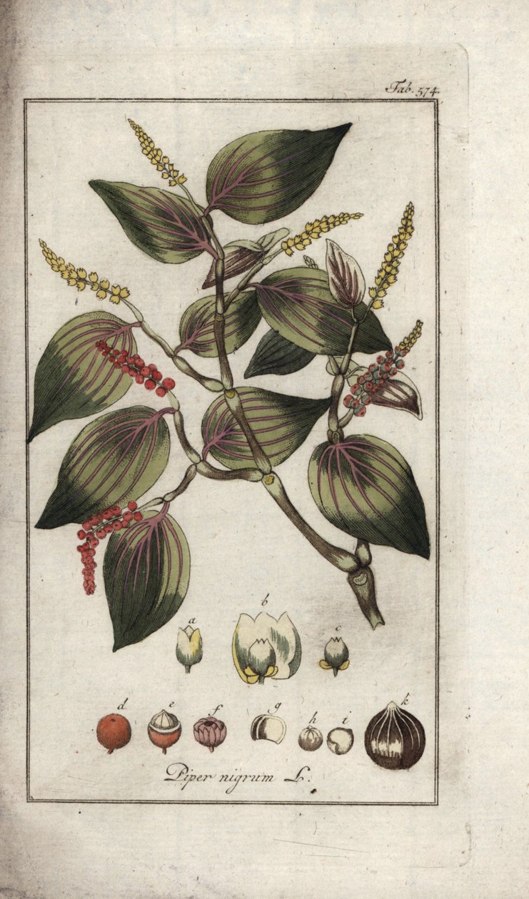 Skål med sort peber (Piper nigrum). Litografi fra "Afbeelding der Artseny-Gewassen" af Johannes Zorn (1739-1799), Holland af Unbekannter Künstler