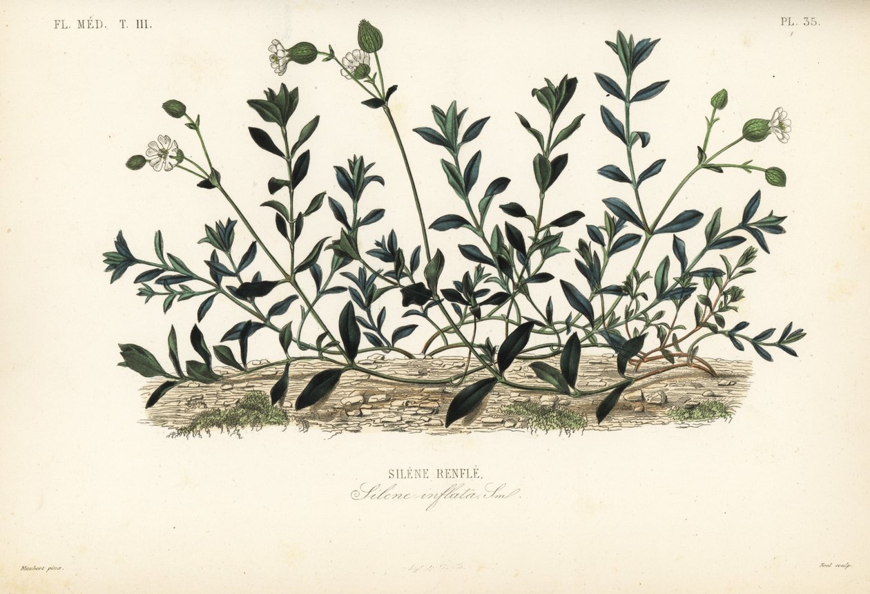 Blæremester, Silene vulgaris, Silene inflata, Silene renfle af Unbekannt