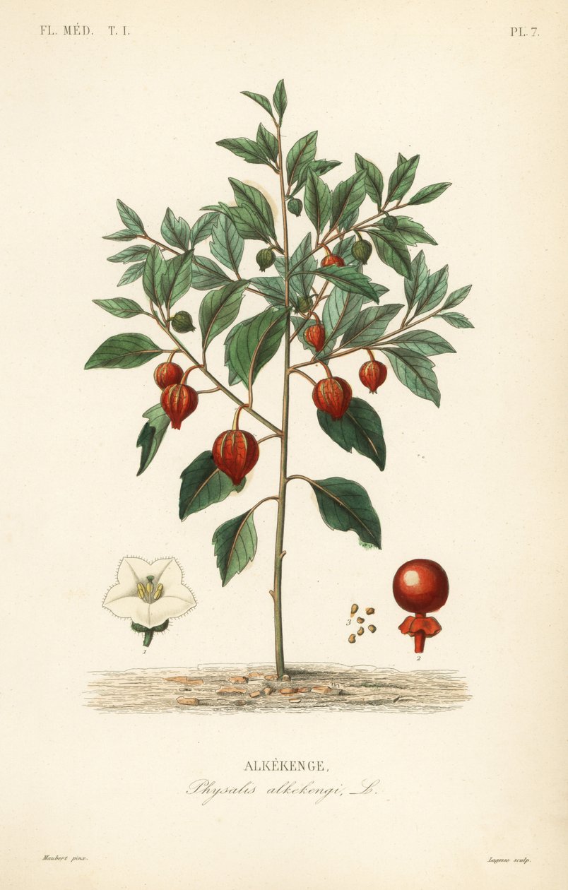 Blærekirsebær eller kinesisk lanterne, Physalis alkekengi, Alkekenge af Unbekannt