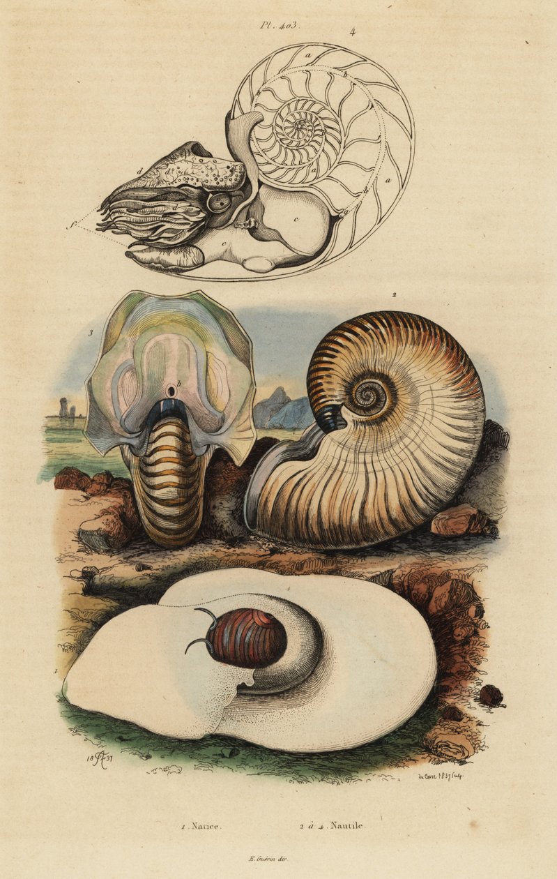 Blæremånesnegl, Neverita didyma 1, crusty nautilus, Nonion umbilicatulum 2, og chambered nautilus, Nautilus pompilius 3,4 af Unbekannt