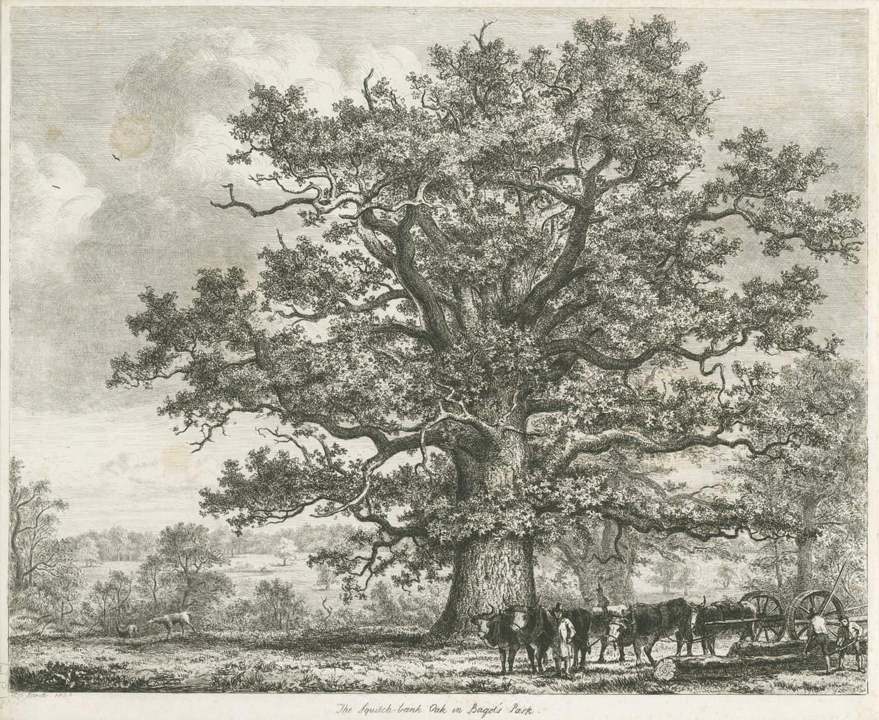 Blithfield - Squich-bank Oak: ætsning, 1824 af Unbekannt