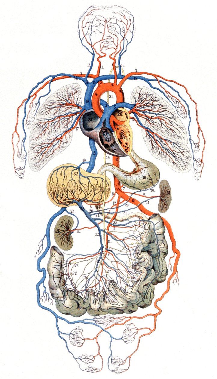 Blodcirkulation, ca. 1880 (tryk) af Unbekannter Künstler
