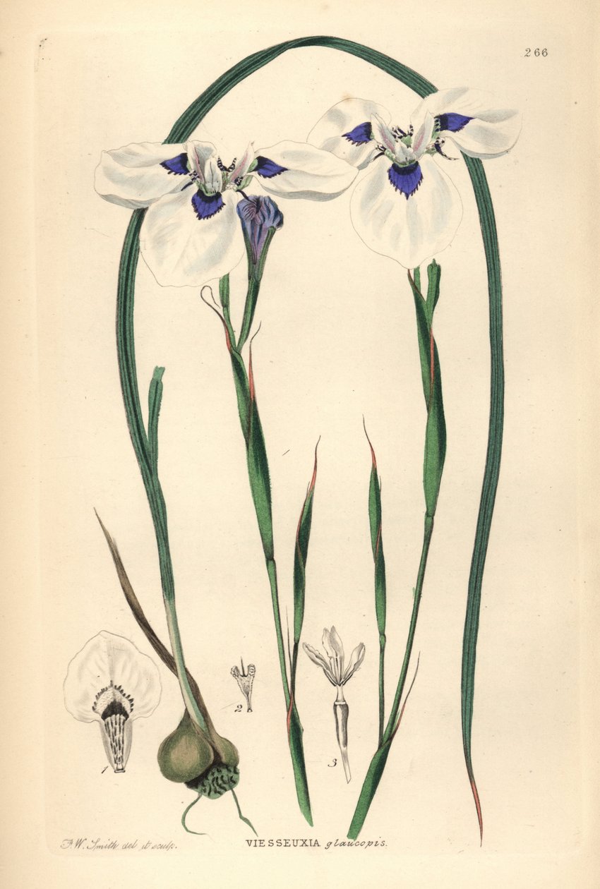 Blåøjet Uintjie eller Blouooguintjie, Moraea aristata (Ocellate viesseuxia, Vieusseuxia glaucopis). Håndkoloreret kobberstik tegnet og graveret af Frederick W. Smith fra John Lindley og Robert Sweet