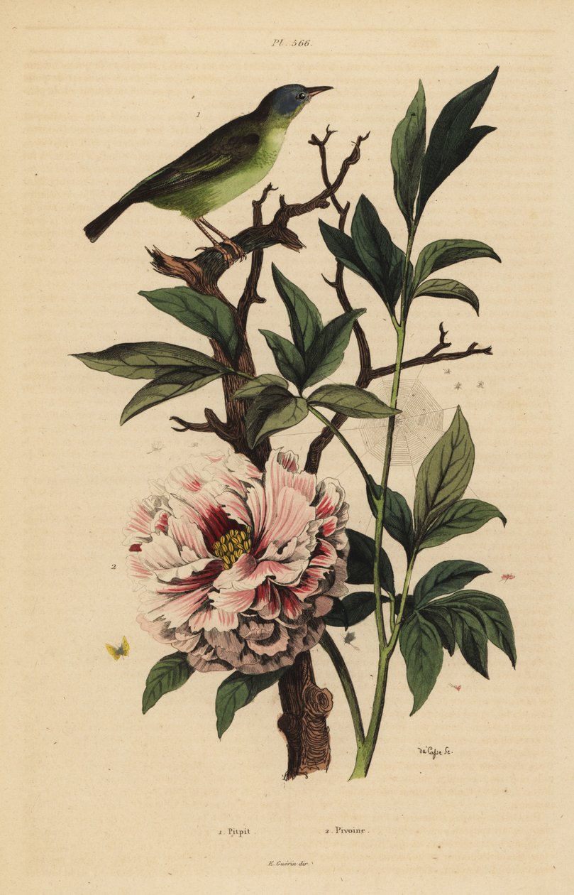 Blåhovedet fanhale, Rhipidura cyaniceps 1 og pæon, Paeonia suffruticosa 2 af Unbekannt