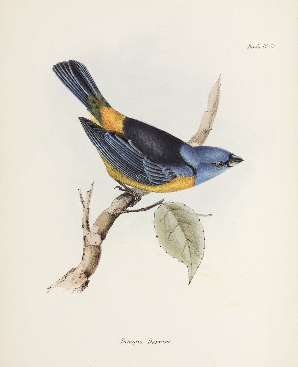Blå og gul tanager, Sydamerika, c 1832-1836 af Unbekannter Künstler