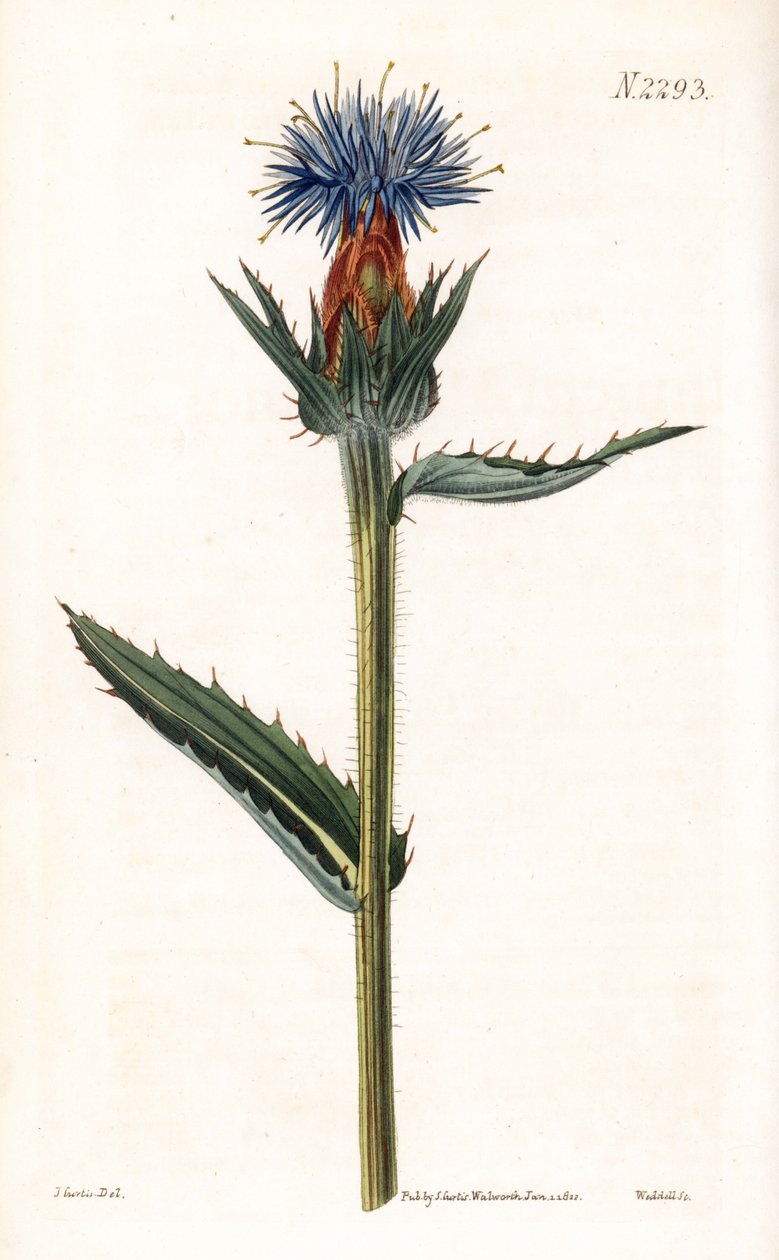 Blå kardoncelle - Blå tidsel eller blåblomstret carthamus, Carthamus caeruleus. Håndkoloreret kobberstik af Weddell efter en illustration af John Curtis fra Samuel Curtis