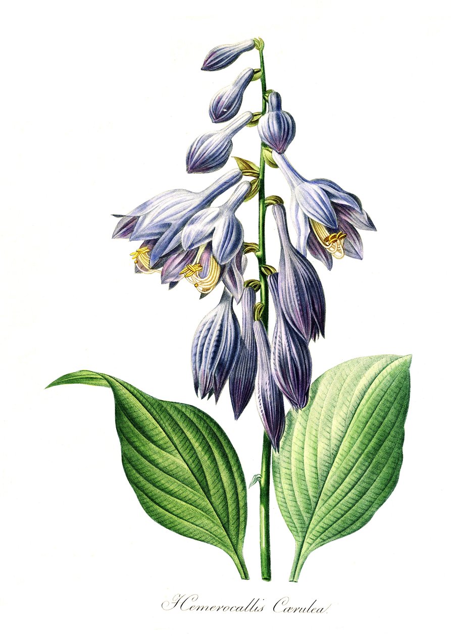 Blå daglilje (Hemerocallis) caerulea, digital reproduktion af en original fra det 18. århundrede, original dato ukendt af Unbekannter Künstler