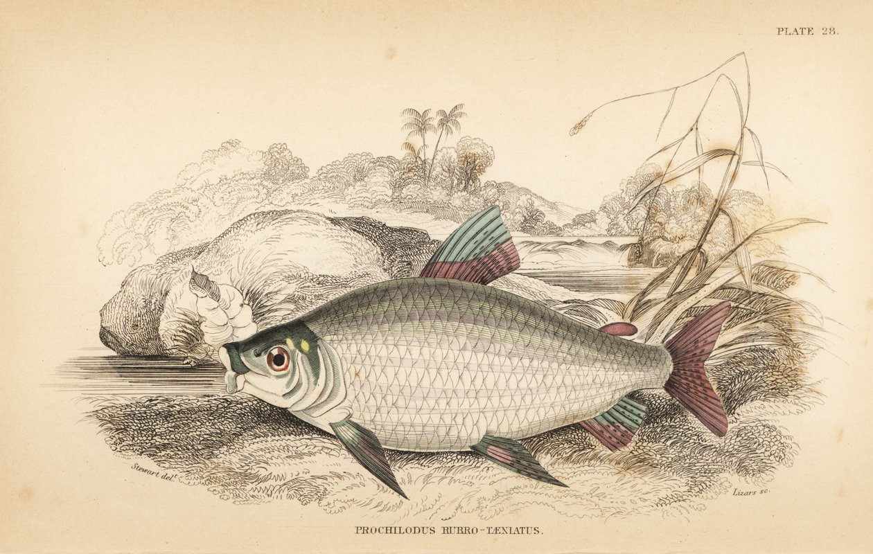 Bocachico eller koulimata, Prochilodus rubrotaeniatus (blegrødstribet laksekarpe, Prochilodus rubro-taeniatus). Håndkoloreret stålstik af W.H. Lizars efter en illustration af James Stewart fra Robert Schomburg