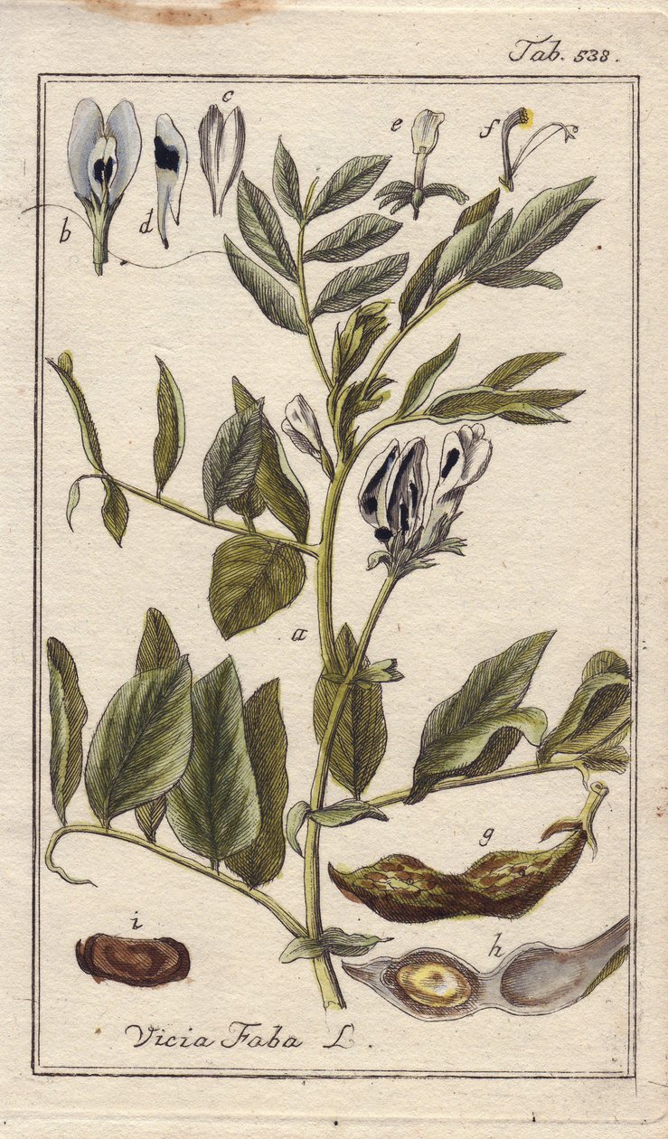 Botanisk: Bønneplante med blomster, blade og bønner i bælg, Vicia faba. Håndkoloreret kobberstik efter en tegning af B. Thanner fra Johannes Zorns "Icons plantarum medicinalium", Tyskland. af Unbekannter Künstler