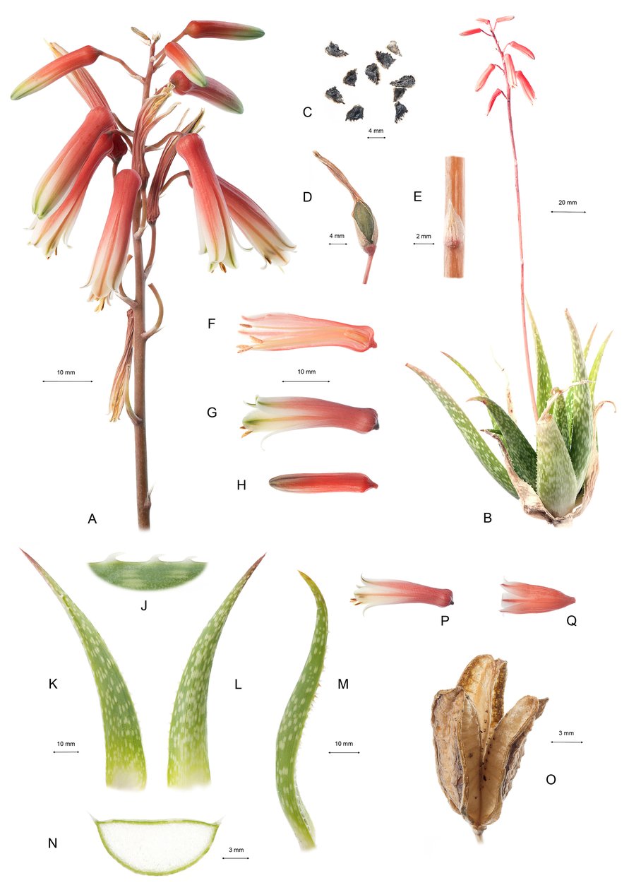 Botanisk Board/Aloe/Aloe af Unbekannt