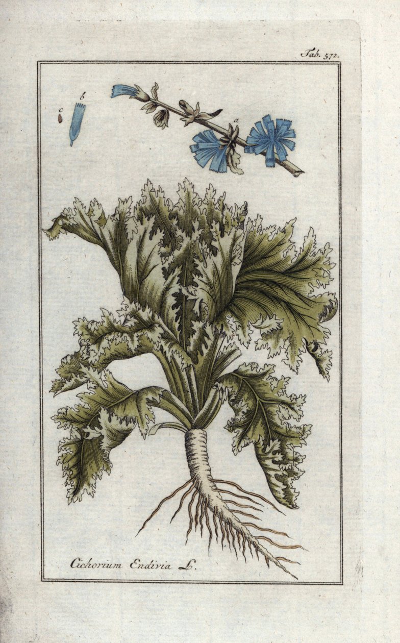 Botanisk: Endivie, Cichorium endivia. Håndkoloreret botanisk kobberstik fra Johannes Zorns "Afbeelding der Artseny-Gewassen", Jan Christiaan Sepp, Amsterdam. af Unbekannter Künstler