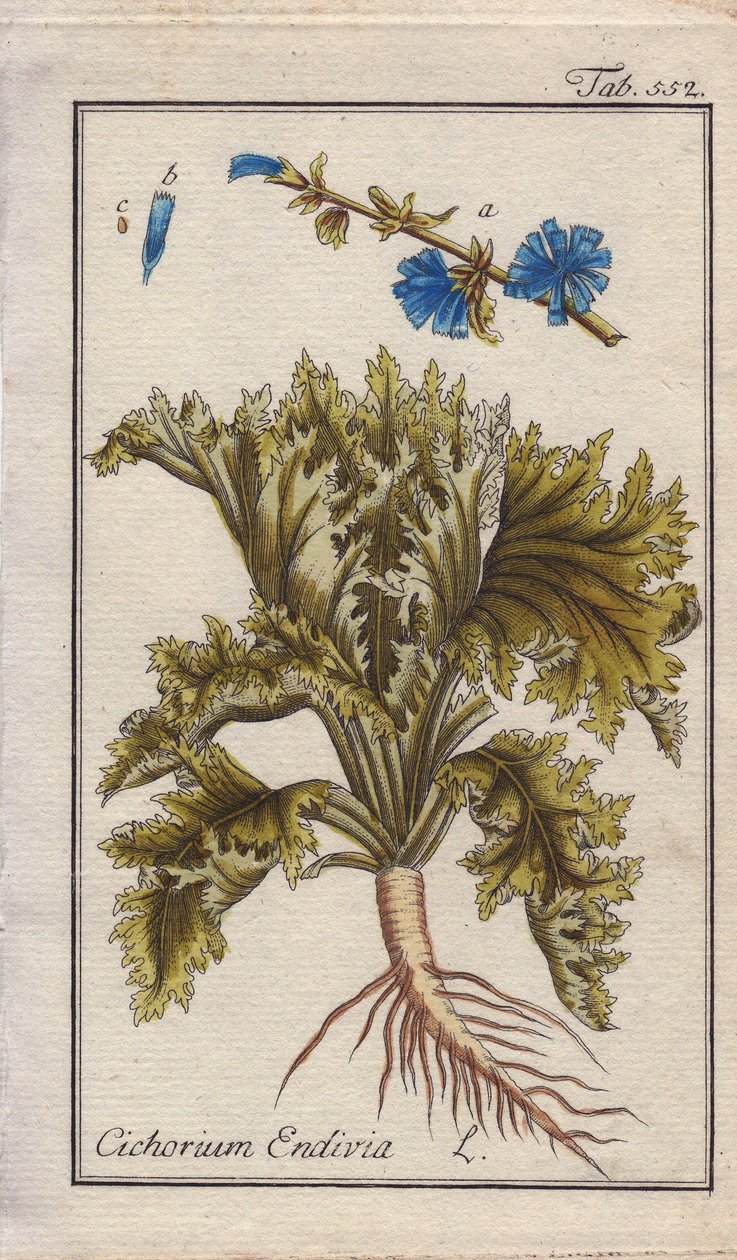 Botanisk: Endivieplante med rod, blade og blomster, Cichorium endivia. Håndkoloreret kobberstik efter en tegning af B. Thanner fra Johannes Zorns "Icons plantarum medicinalium", Tyskland. af Unbekannter Künstler